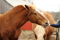 Heavy Draft Horse Eating Out of Hand Royalty Free Stock Photo