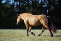 Heavy draft horse in evening pasture