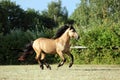 Heavy draft horse at farm vacation in summer Royalty Free Stock Photo