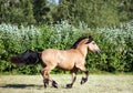 Heavy draft horse at farm vacation in summer Royalty Free Stock Photo