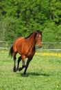 Heavy draft horse running gallop in a field Royalty Free Stock Photo