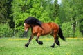 Heavy draft sorrel horse portrait Royalty Free Stock Photo