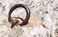 Heavy Duty Eye Bolt Detail Royalty Free Stock Photo