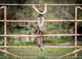 Heavy duty padlock and chain wrapped around old white rusty metal gate with iron security clasp closed and locked. Royalty Free Stock Photo