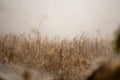 Heavy early morning mist and fog at a corn field, Myanmar Royalty Free Stock Photo