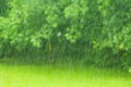 Heavy and fast rain drops falling in green forest. and on grass Royalty Free Stock Photo