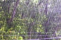 Heavy and fast rain drops falling in green forest Royalty Free Stock Photo