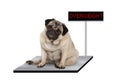Heavy fat pug puppy dog sitting down on vet scale with overweight LED sign