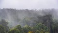 Heavy fog covering a forest of evergreen and eucalyptus trees in Presidio of San Francisco