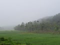 Heavy Fogg in a paddy field