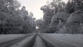 Heavy frost and ice on bent trees along the road in forest at morning