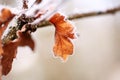 Heavy Frost on Oak Leaves Royalty Free Stock Photo