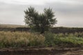 Heavy grey clouds in the cold autumn sky over fields. Tree with shape of a heart. Love Royalty Free Stock Photo