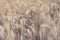Heavy harvest ripe triticale ears from close Royalty Free Stock Photo