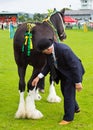 Heavy horse Cartmel Show 2011