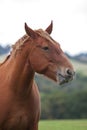 Heavy Horse portrait