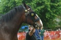 Heavy Horse show at Capel Manor June 2017 Royalty Free Stock Photo