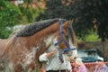 Heavy Horse show at Capel Manor June 2017 Royalty Free Stock Photo