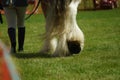 Heavy Horse show at Capel Manor June 2017 Royalty Free Stock Photo