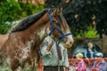 Heavy Horse show at Capel Manor June 2017 Royalty Free Stock Photo