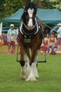 Heavy Horse show at Capel Manor June 2017