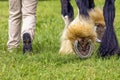 Heavy horse showing its shoes, Hanbury Countryside Show, England.