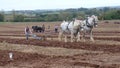 Heavy Horses at a Ploughing Match in England Royalty Free Stock Photo