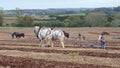 Heavy Horses at a Ploughing Match in England Royalty Free Stock Photo