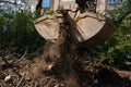 Heavy industrial machine scoop wooden branches and dirt of the ground. Hydraulic shovel lifting wood and waste from the garden Royalty Free Stock Photo