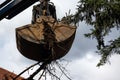 Heavy industrial machine scoop wooden branches and dirt of the ground. Hydraulic shovel lifting wood and waste from the garden Royalty Free Stock Photo