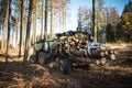 Heavy industrial machinery working in the forest. Harvester in a spruce forest working with logs. Heavy machinery.