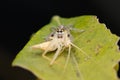 Heavy jumping spider female (Hyllus semicupreus) feeding on tree katydid Royalty Free Stock Photo