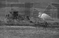 Heavy machinary working for land reclaimation and expansion near the habitat of Western reef heron Royalty Free Stock Photo