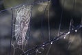 Spiderweb in farm fencing, barbed wire and livestock fence Royalty Free Stock Photo