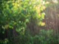 Heavy rain on blurred nature green background