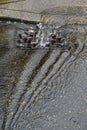 Heavy rain caused flooding in street, water swirling around storm drain Royalty Free Stock Photo