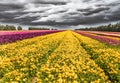 Heavy rain clouds fly in the sky Royalty Free Stock Photo