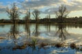 Leafless winter trees reflected in a flooded field Royalty Free Stock Photo