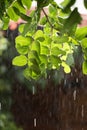 Heavy rain over green tree backlighted Royalty Free Stock Photo