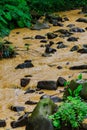 After a heavy rain storm, muddy brown water runoff fills a small stream