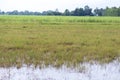 Heavy rain The strong currents erode shovel. The sand that comes with the water to pile the damaged rice fields