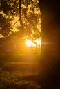 Heavy rain and sunbeam next to tree. Stunning views of the city rainy season. Sunset with rainy weather Royalty Free Stock Photo