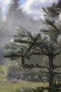 Heavy rain is watering a beautiful spruce. Strong wind and raindrops Royalty Free Stock Photo