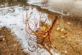 Heavy rain, wind. A branch broken from a tree in a pool of rainwater. Winter Weather in Israel Royalty Free Stock Photo