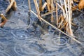 Heavy raindrops splashing into shallow clear water between reeds Royalty Free Stock Photo