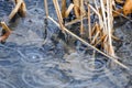 Heavy raindrops splashing into shallow clear water between reeds