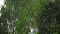 Heavy Rainfall in the Amazon rainforrest