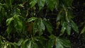 Heavy raining on green leaf Royalty Free Stock Photo