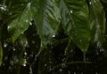 Heavy raining on green leaf Royalty Free Stock Photo