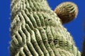 A Heavy Saguaro Rippled with Stored Water